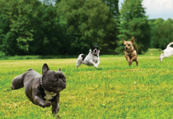 The Indigo |Clearwater, FL | Pet Park